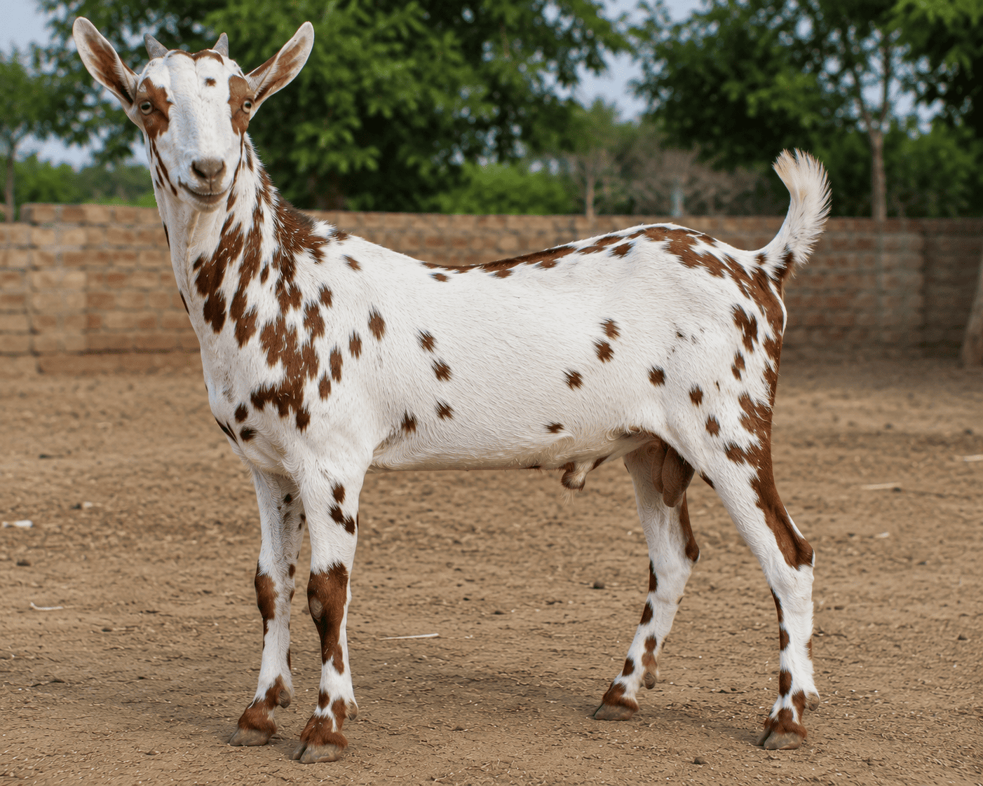 Barbari Bakra