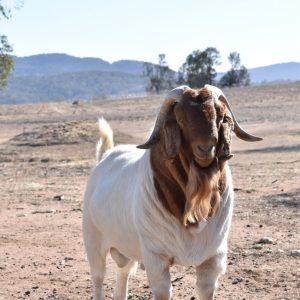 Boer Goats (Male) 40KG
