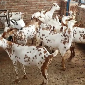 Barbari Goat (Male) 35KG